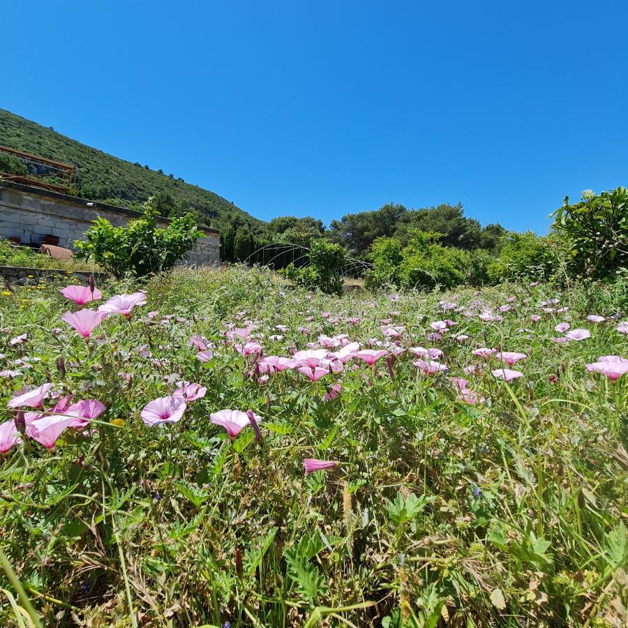 El Collado Villa Cullera Kültér fotó